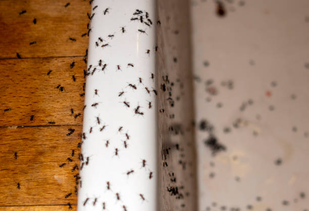 Best Emergency Pest Control  in Claypool Hill, VA